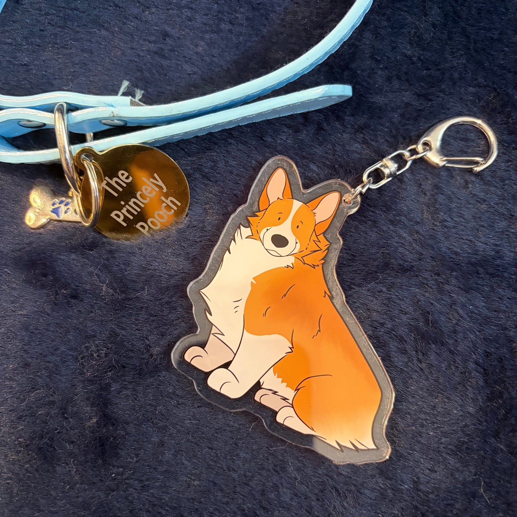 Pembroke Welsh Corgi
